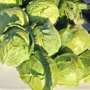 Cabbage