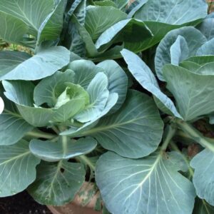 Collard Greens