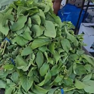 Fever Leaf
