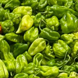 Green Scotch Bonnet Pepper