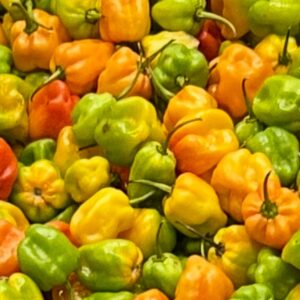Yellow Scotch Bonnet Pepper