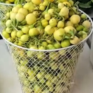 Small bitter balls