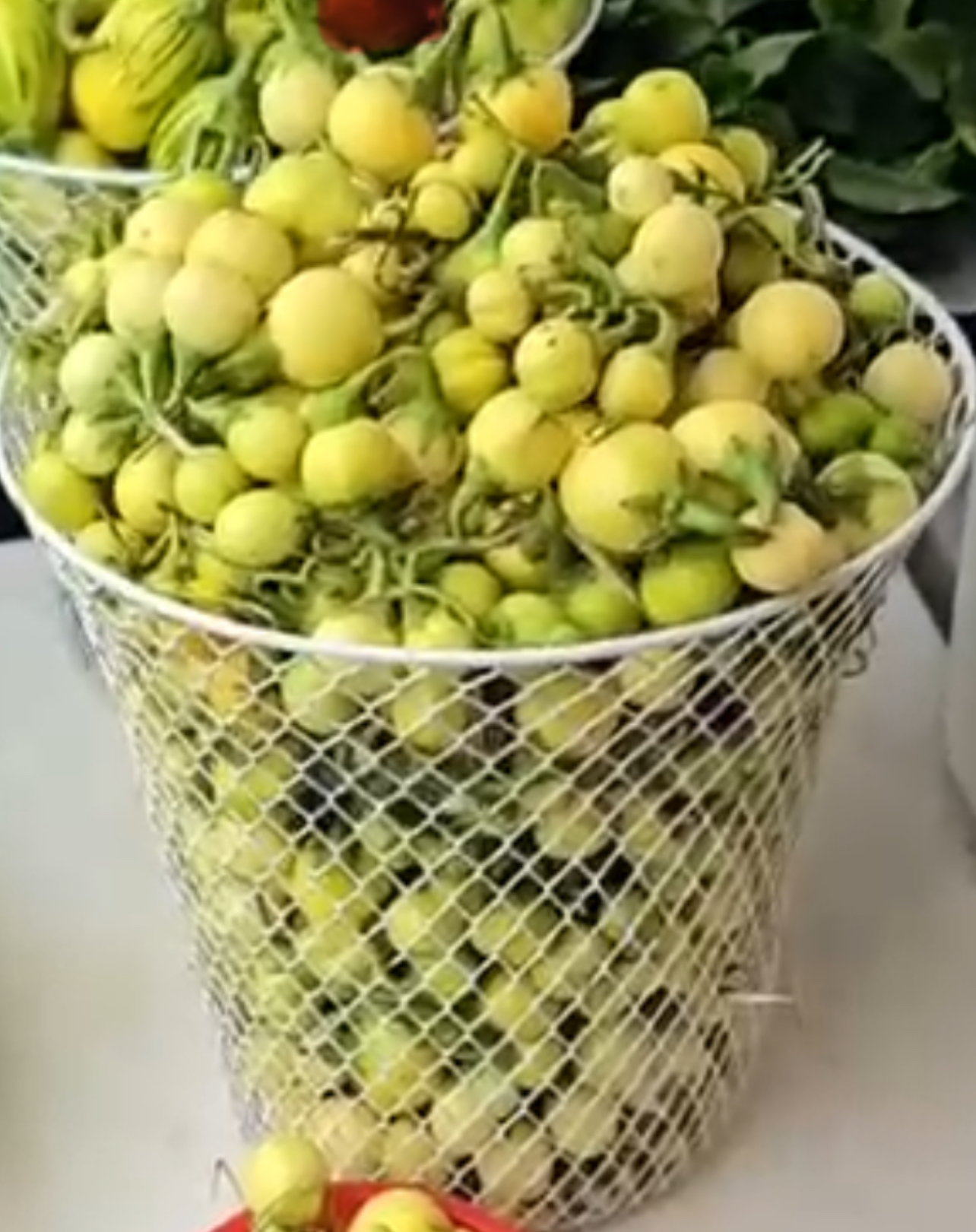 Small bitter balls